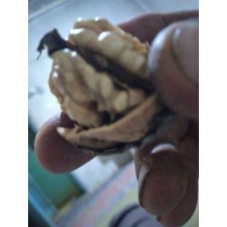 گردو