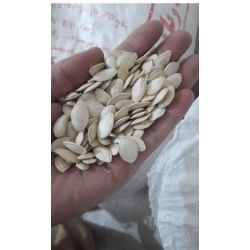 تخمه‌کدو‌سفیدگوشتی