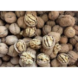 گردو محلی پرچرب وخوشمزه