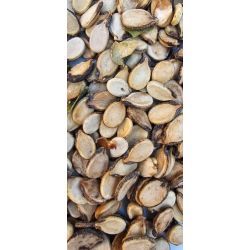 تخمه هندوانه محبوبی