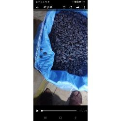 مویز افتابی