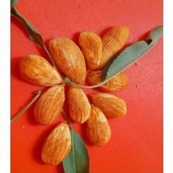 مغزبادام پوست کاغذی