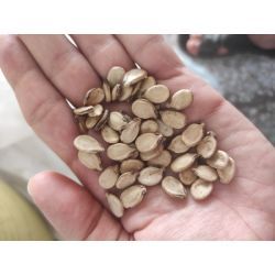 تخمه هندوانه محبوبی کلاله