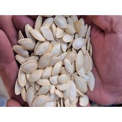 تخمه کدو گوشتی خام درجه 1 و 2