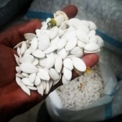 تخمه کدو مرمری